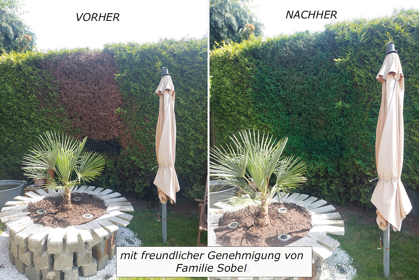 Vorher-Nachher-Vergleich: Hecke mit braunen Stellen wird wieder sattgrün und gesund. 10L