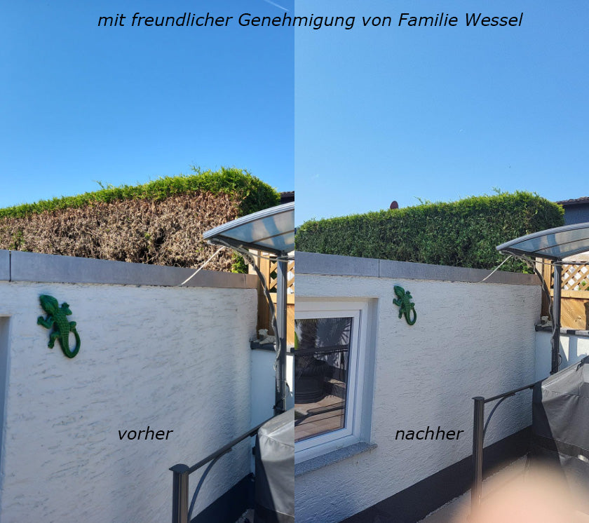 Hecke wird von braun und kahl zu dicht und grün – Vorher-Nachher Vergleich. 5L