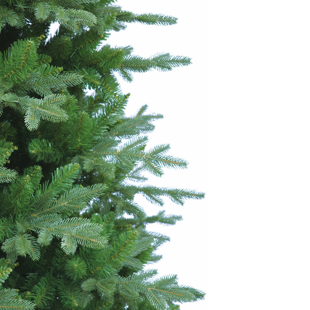 Zweige in Nahaufnahme zeigen gruene Nadeln mit zarten Veraestelungen, dichter Wuchs. 270 cm