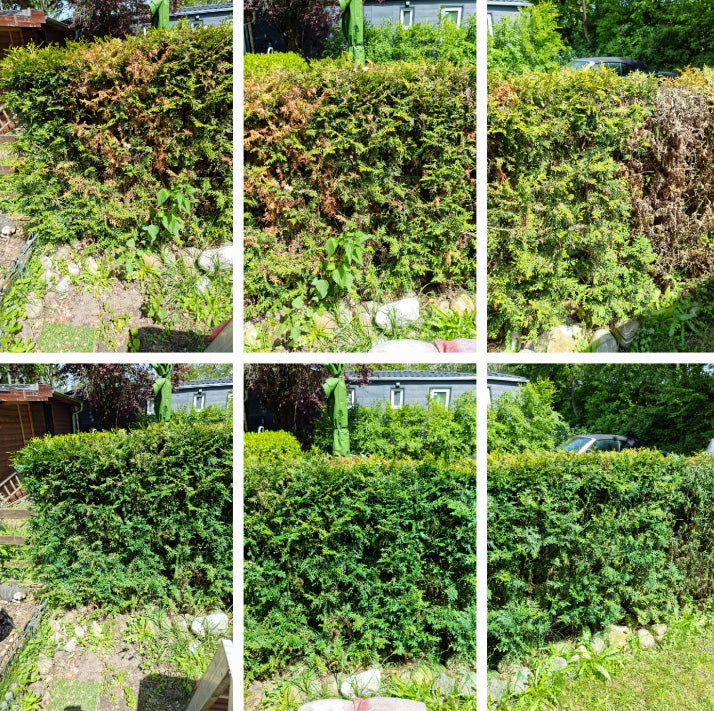 Vorher-nachher Vergleich: Hecke mit braunen Stellen wird wieder grün und dicht. 10L